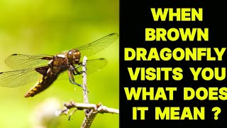 WHEN A BROWN DRAGONFLY VISITS YOU WHAT DOES IT MEAN ?