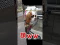 人見知り×犬見知り=コミュ症のキャバリアくるみｗｗ妹が出来る日は遠い！