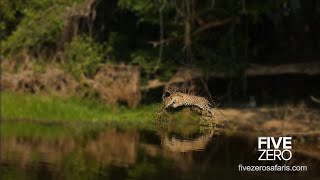 Jaguar Hunts Giant River Otter