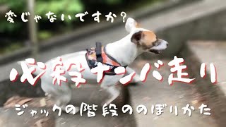 Jack Russell terrier ジャックラッセルテリア【必殺ナンバ走り】