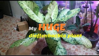 My dieffenbachia plants including a very HUGE one