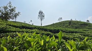 Samse Kalasa: A Hidden Gem in Karnataka | Breathtaking Views \u0026 Serene Landscapes