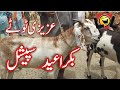 Bakra Eid Completion All  Funny Azizi Totay   Punjabi Dubbing by Ali Azizi