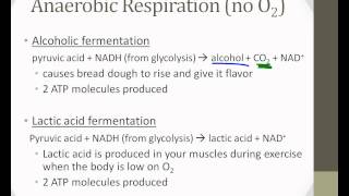 Respiration.wmv