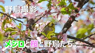 【野鳥撮影】メジロと桜と野鳥たち。