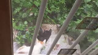 삼색이 어미고양이가 우리집 앞 마당에 아기들을 데리고 찾아왔다 Mother Calico Cat Visits my Yard with Her Baby Kittens