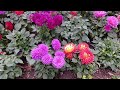 🔴tulips festival‼️more than 130k blooms at shilin park taipei taiwan beautiful‼️lhiz mixvlog