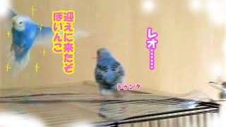 セキセイインコ ぽいんとレオ様 恋の駆け引き