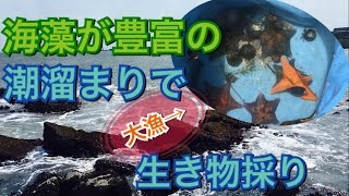 【海】磯の潮溜まりに大漁の生き物がいた【ガサガサ】