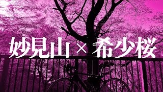 【心拍2ハアハア】妙見山をロードバイクでヒルクライム！希少品種の桜を求めてお花見ライド！