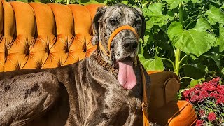 Couch Potato Great Dane Eats 7 Cups Of Food Everyday | The Koala