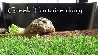 【tortoise diary】ギリシャリクガメ part.40 【リクガメの日記】