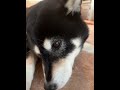 サクラ 約束の時まで柴犬と あるじの帰還 あるじの出勤 あるじのステップ＃柴犬福 柴犬スティーブ 僕とこむぎと三浦半島＃海辺の犬＃すみすみ＃もちごめ 御飯 柴犬