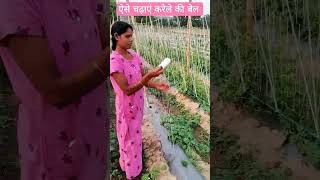 करेले की बेल चढाने की विधि #modernagricuture #agriculture   #farming #trendingstatus