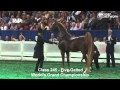 CH Callaway's Annabel Allison Wins the 5-Gaited Grand Championship at #WCHS