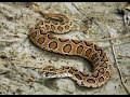 Russell's Viper - One Of The  Most Venomous  Snakes Of The World