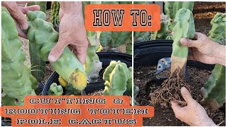 How To Easily Propagate Totem Pole Cactus - Lophocereus schottii 'monstrose' #cactus #propagation