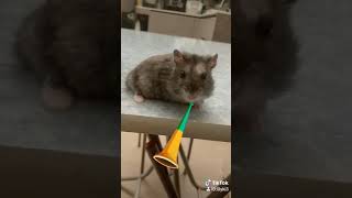 Epic Hamster 可愛倉鼠唱歌