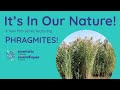 It's In Our Nature! A mini film series featuring: Phragmites!