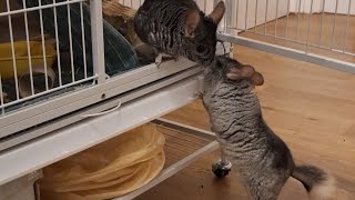 Chinchilla playtime with snowy and silver! 🐭🐹