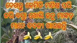 ଦେଖନ୍ତୁ କେମିତି ମଣିଷ ପରି ଜରି ବସ୍ତା ଖୋଲି କଦଳୀ ଖାଉଛନ୍ତି ହନୁ ମାଙ୍କଡ dekhantu kemit manisa pari jari bast