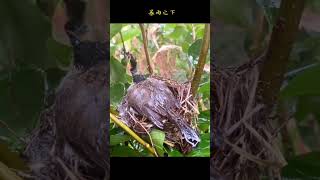 太感人了！鸟妈妈竟然用自己的身体给孩子们挡雨野生动物零距离