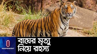 চোরা শিকারি ও খাবারের সংকটে বনের রাজা;নজরদারিতে ব্যবহার হবে ড্রোন || Tiger