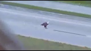 SWFL Eagles ~ SCARY MOMENT!!! F23 GOES FOR ROADKILL!! CAUGHT ON CAM! E23 GOES TOWARDS HER! ALL SAFE!