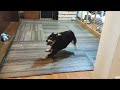 柴犬の行動は予測不能です。【黒柴犬】【shiba inu】【豆柴】