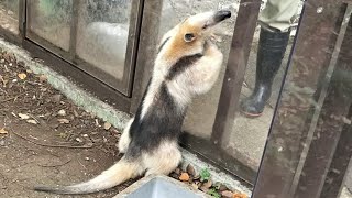 20230713 上野動物園　ミナミコアリクイ　お庭で朝ごはんを食べるココ　飼育員さんに挨拶をした後はお散歩タイム　ナツと6月28日に生まれた赤ちゃんは非公開