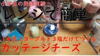 【食育実験】牛乳とヨーグルトと塩だけでつくるチーズ　カッテージチーズ