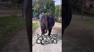 【牛の出荷】4頭屠畜