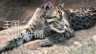 えっ!! このコも水辺に棲む動物なの!?【神戸どうぶつ王国】スナドリネコさんにアメリカバクさん王国の意外な水辺の仲間たち