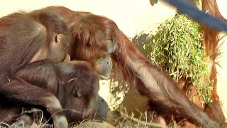 久しぶりの同居③楽しい時間のチェリアとロキ・オランウータン