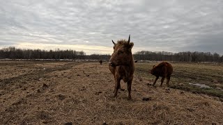 How Big Are Dexter Cattle