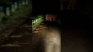 Kadambur Hills Elephant Crossing