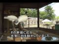 長岡生まれのクロトキ・ムギワラトキを公開！