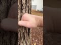 Minecraft punching tree vs real life