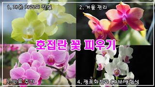 호접란 꽃 피우기 ,  이 영상으로 싹 정리 !!  (저온처리, 겨울관리, 비료주기, 빛)