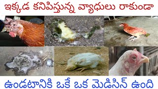 coryza,fowl pox,ranikhet, diarrhea ఇలాంటి వ్యాధులు రాకుండా ఉండటానికి ఒకే ఒక మెడిసిన్ వాడితే చాలు..