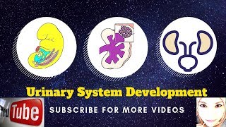 Special embryology - Urogenital system - 3 External genitalia and urethra