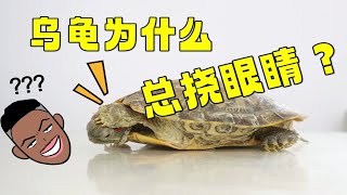 乌龟为什么总挠眼睛？全网最详细原因分析及处理方法！