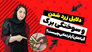 علت سوختگی و زرد شدن برگ گیاهان آپارتمانی چیست؟