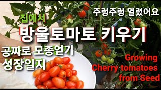 방울토마토 키우기/공짜로 모종얻기/Growing Cherry Tomatoes from Seeds/토마토 성장일지/집에서 화분에 키우기/토마토가 주렁주렁 열렸어요/미국일상 Vlog