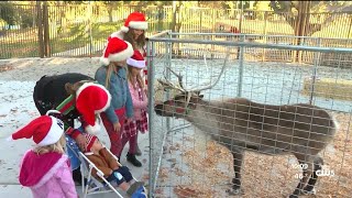 Reindeer make Christmas visit at Charles Paddock Zoo