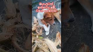 #dog #funnyanimals #trending #lankan බලන්නකො මට තියෙන වැඩ🐕🐕🐕