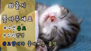 외출시 틀어주는 고양이가 좋아하는 음악 ㅣ편안한 고양이 음악 ㅣ고양이 심리안정(Cat Healing Music)