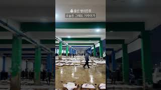 제철 알배기 참가자미 경매현장