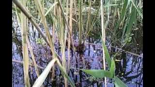 Wells catfish spawning mrijest soma