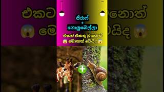 අම්මෝ ඒක සුපිරියක් නමක් දාන්න මෙයාට 😱 animal fusion kingdom #shorts #shortsfeed #top10